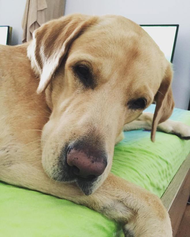 14608855_1567186086641037_5226538992877105966_o